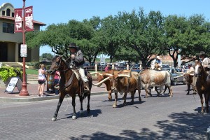 87-Longhorns bliver drevet ned ad gaden i Stockyards